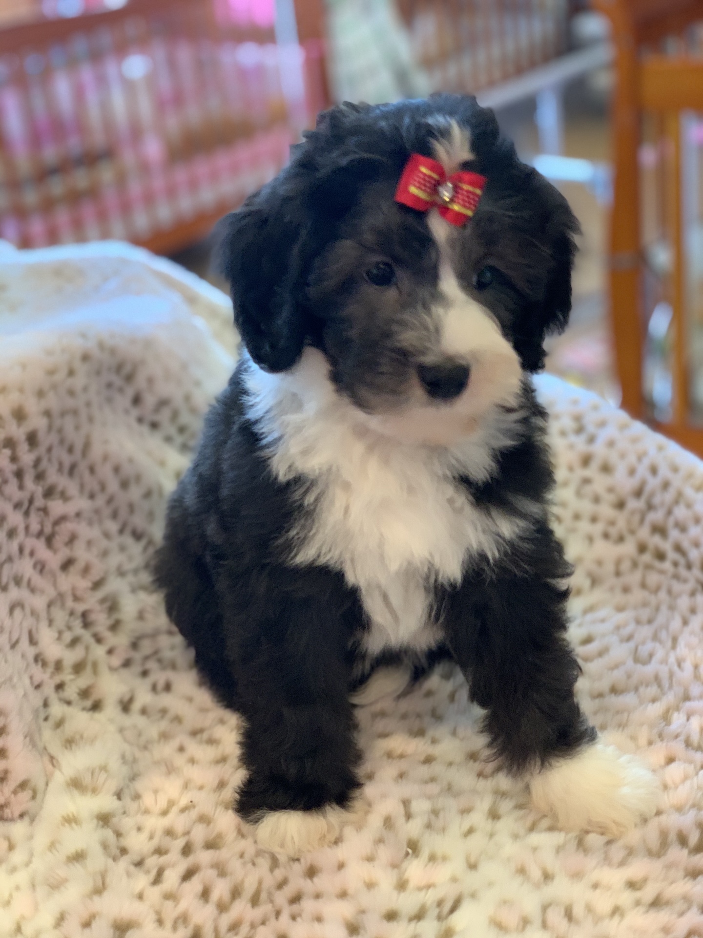 Puppy grooming