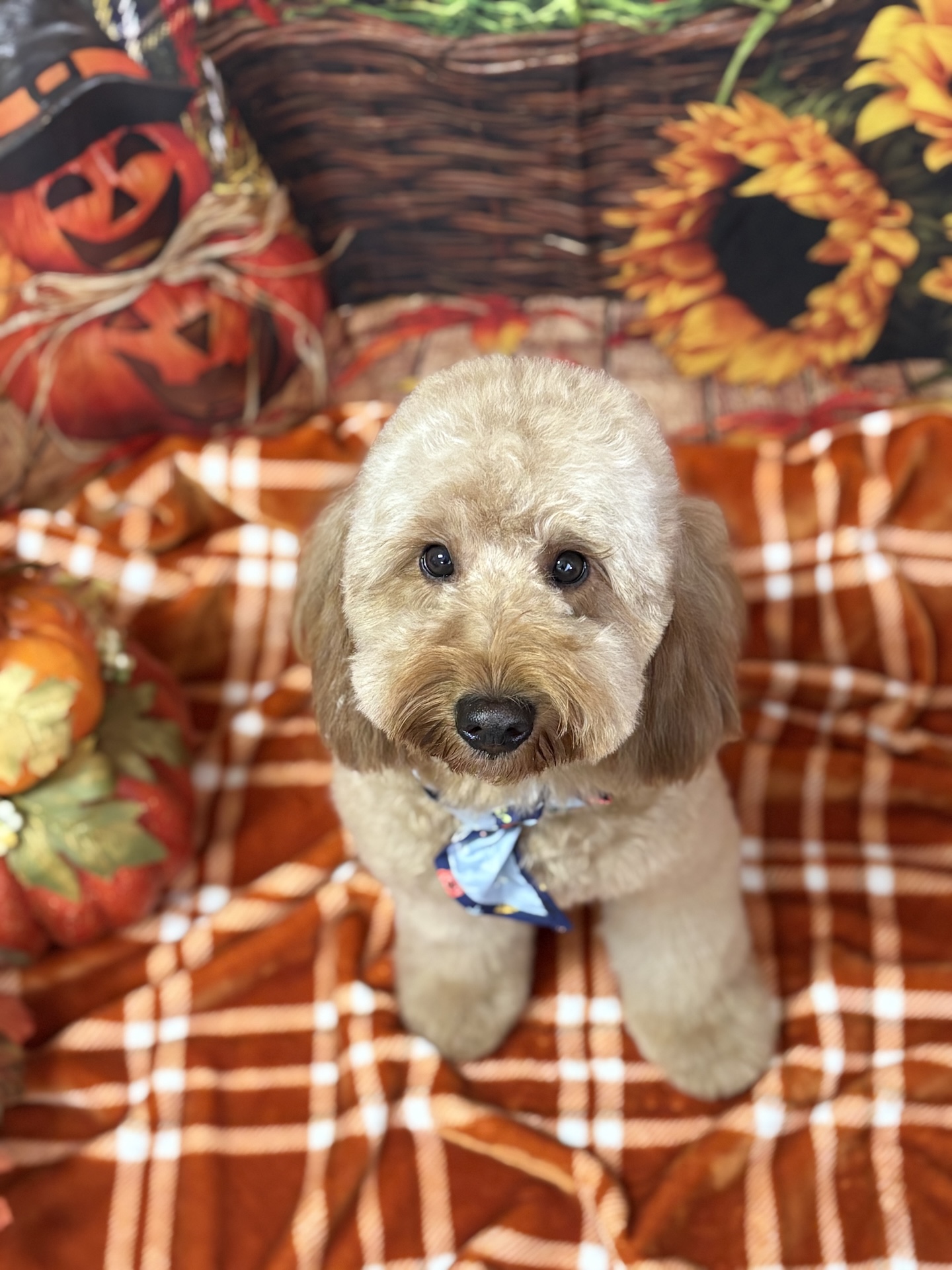 Holiday dog grooming