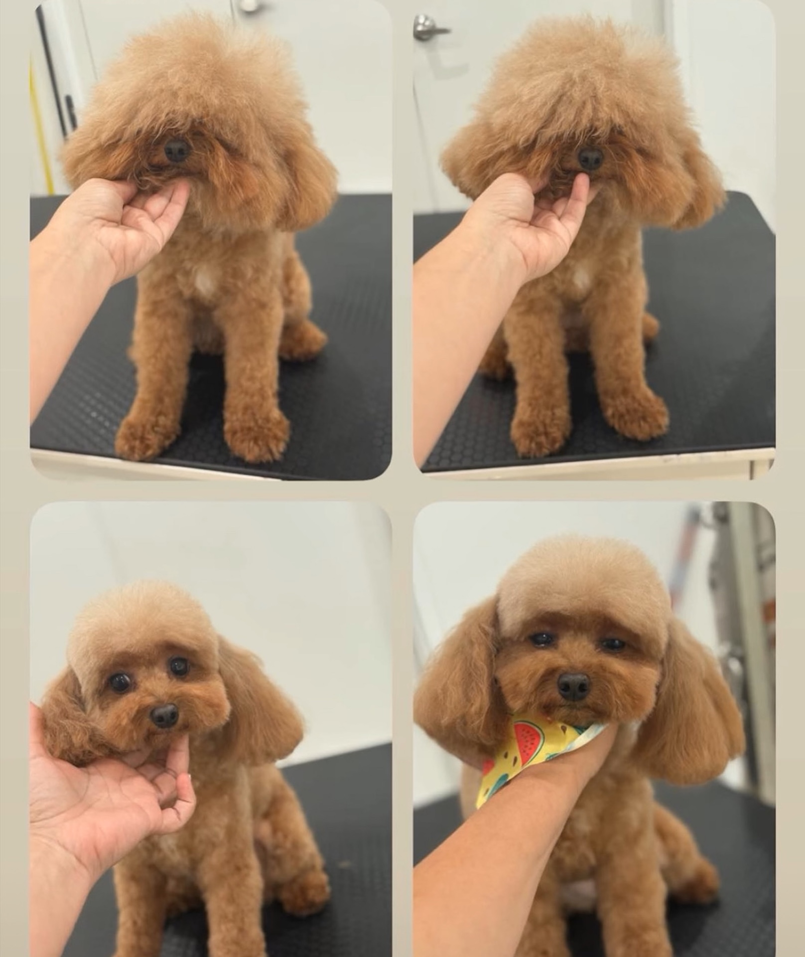 Before and after dog grooming