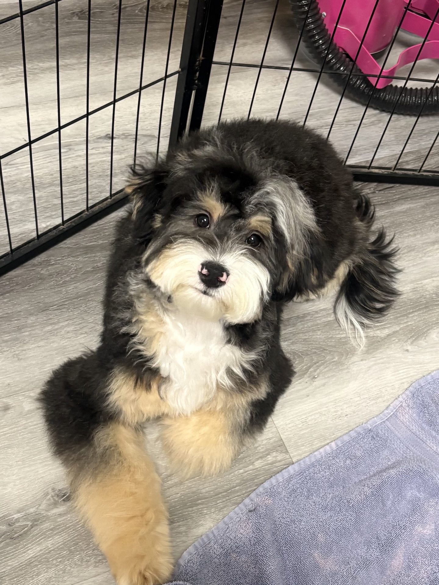 Puppy grooming