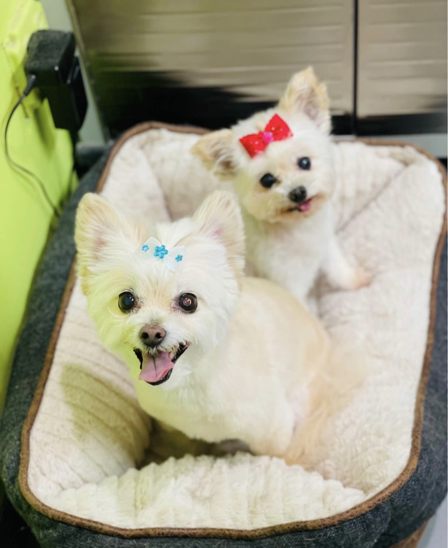 Multiple dogs