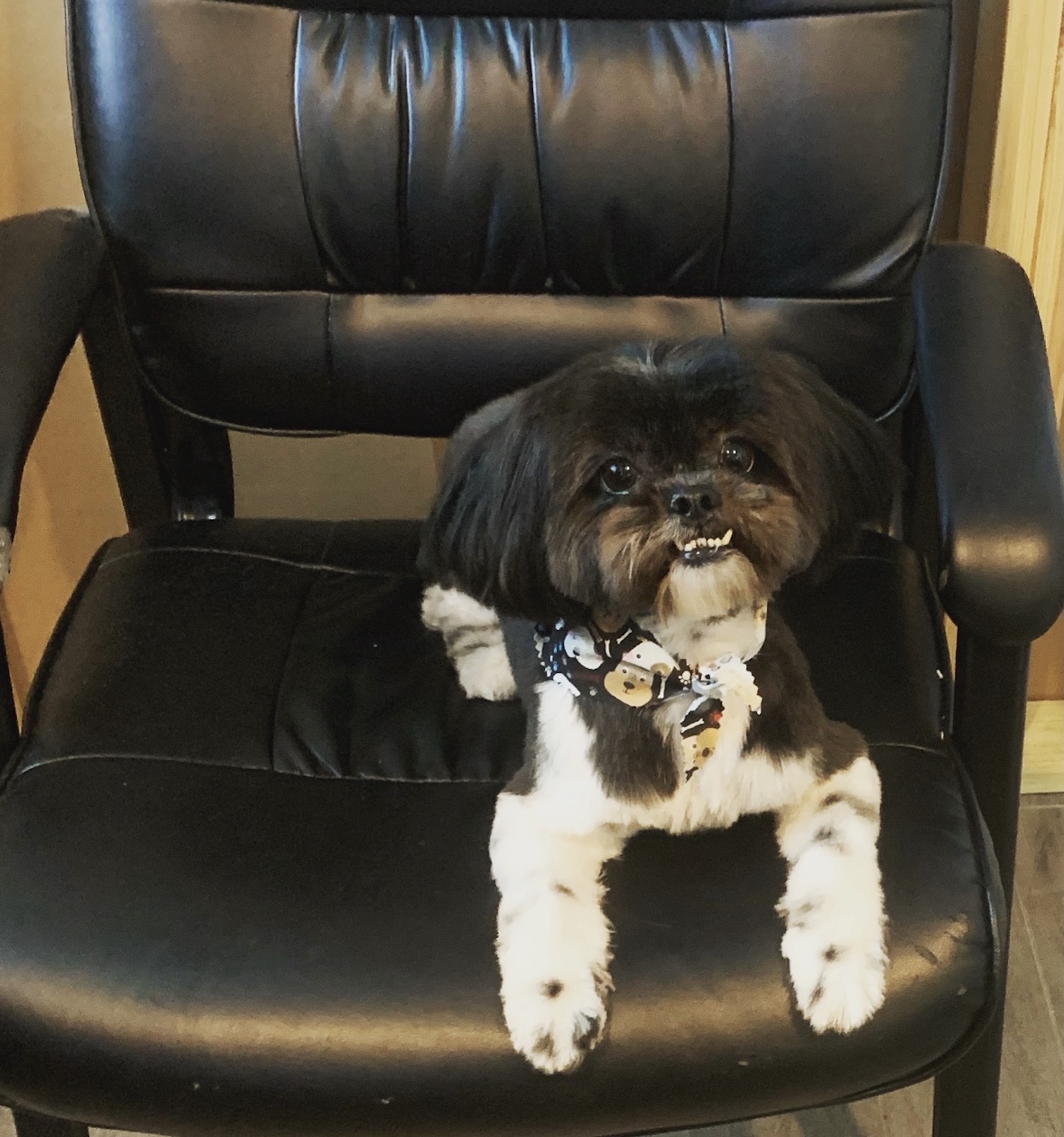 Holiday dog grooming