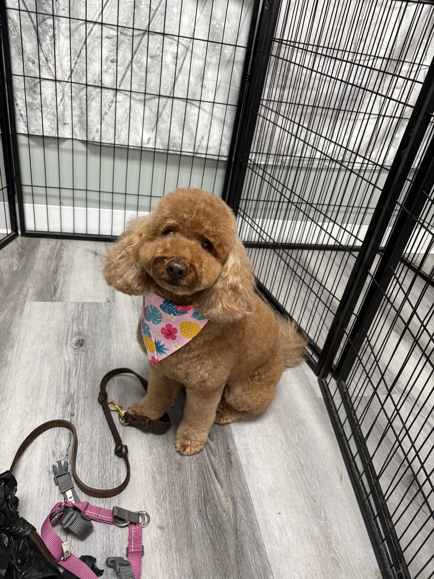 Puppy grooming