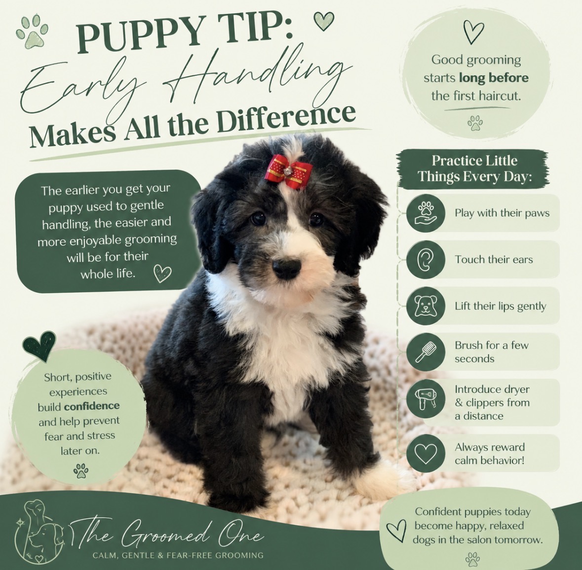 Puppy Handling Infographic
