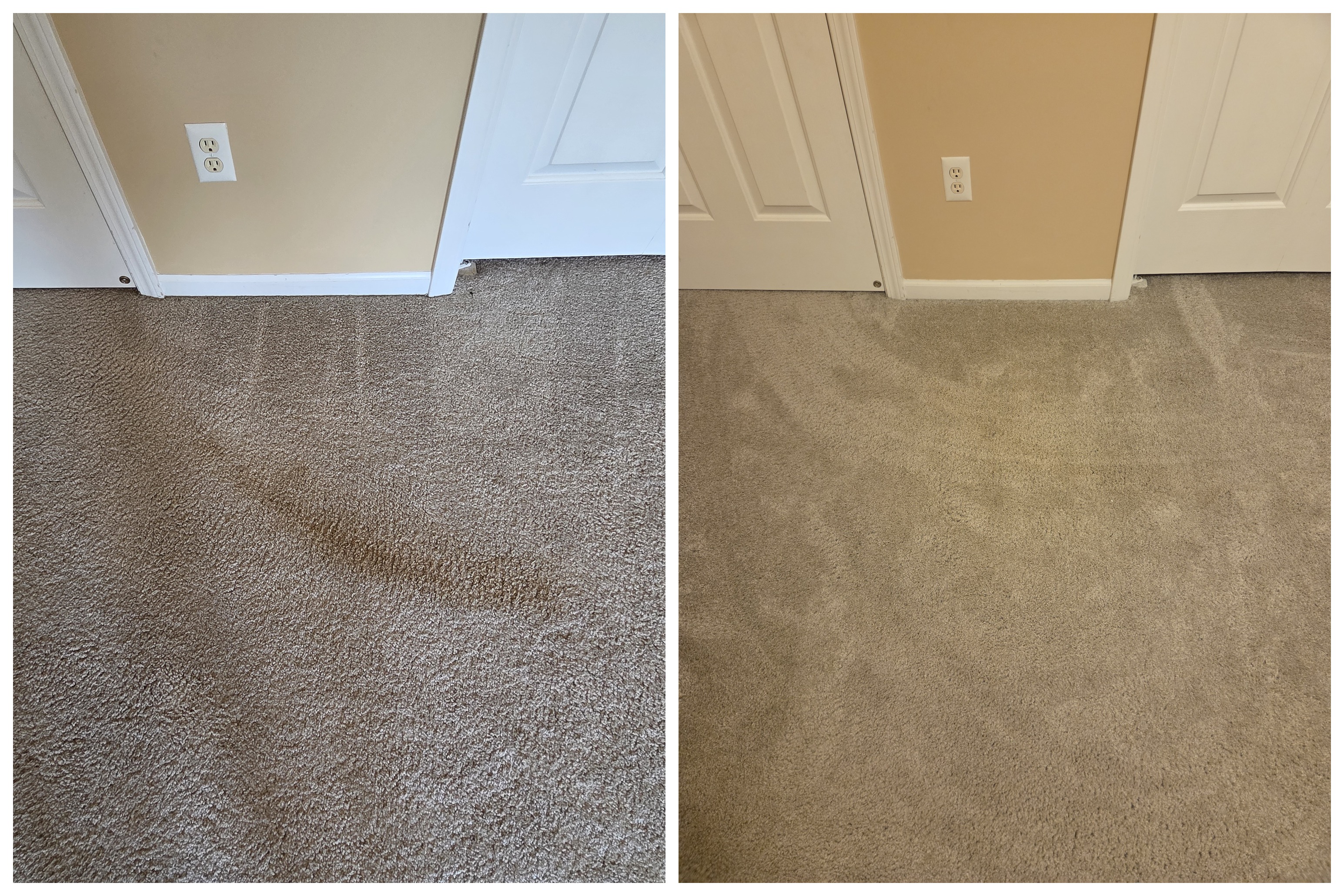 Before and after removal of a set-in carpet stain