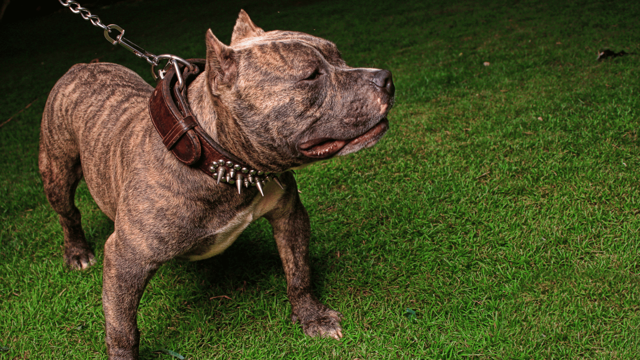 Dangerous Dogs – People love their pit bulls but they make an awful mess when they bite