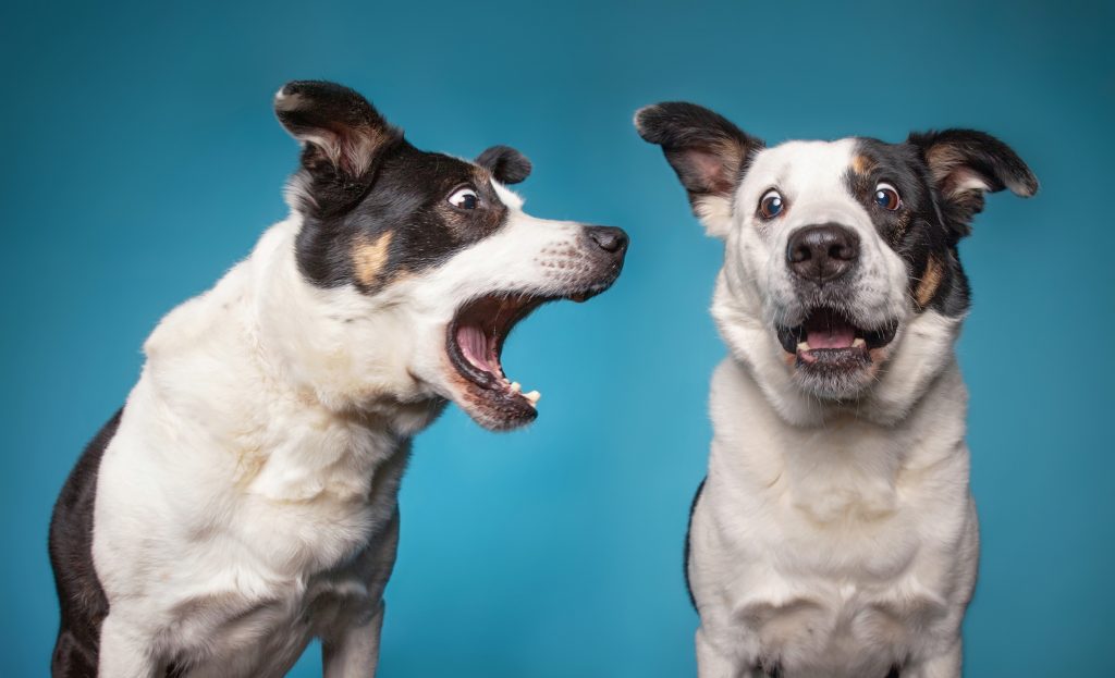 I Know I Am Winning At A Deposition When Defense Counsel Starts Barking Nonsense At Me