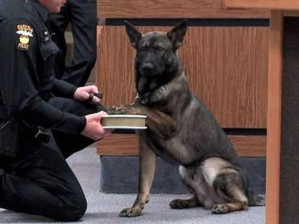 DOG BITE CASES