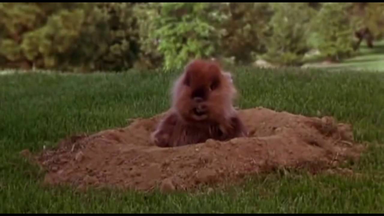 Mink on the Loose in Pennsylvania: Nuisance