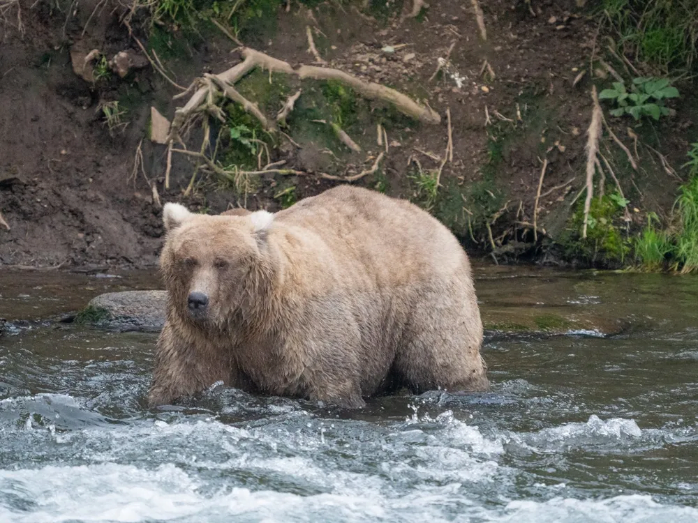128 GRAZER WINS FAT BEAR WEEK 2023!!
