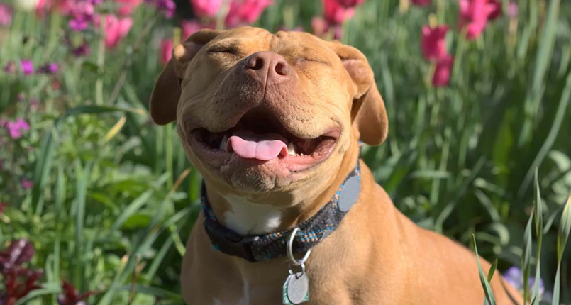 Dangerous Dogs – People love their pit bulls but they make an awful mess when they bite