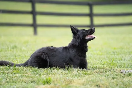 Trainer consultation