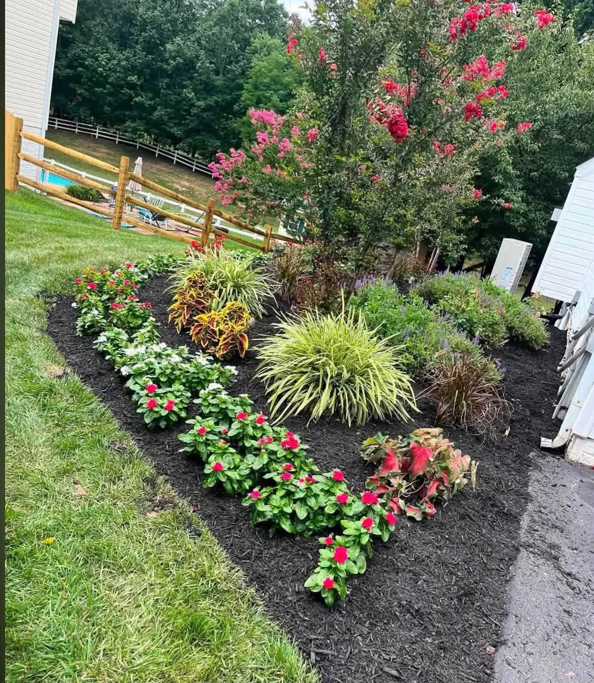 Fresh black mulch around a planting bed with red flowers, ornamental grasses and a crape myrtle at a Carroll County, MD home