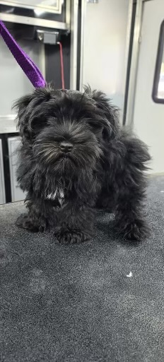 Before dog grooming