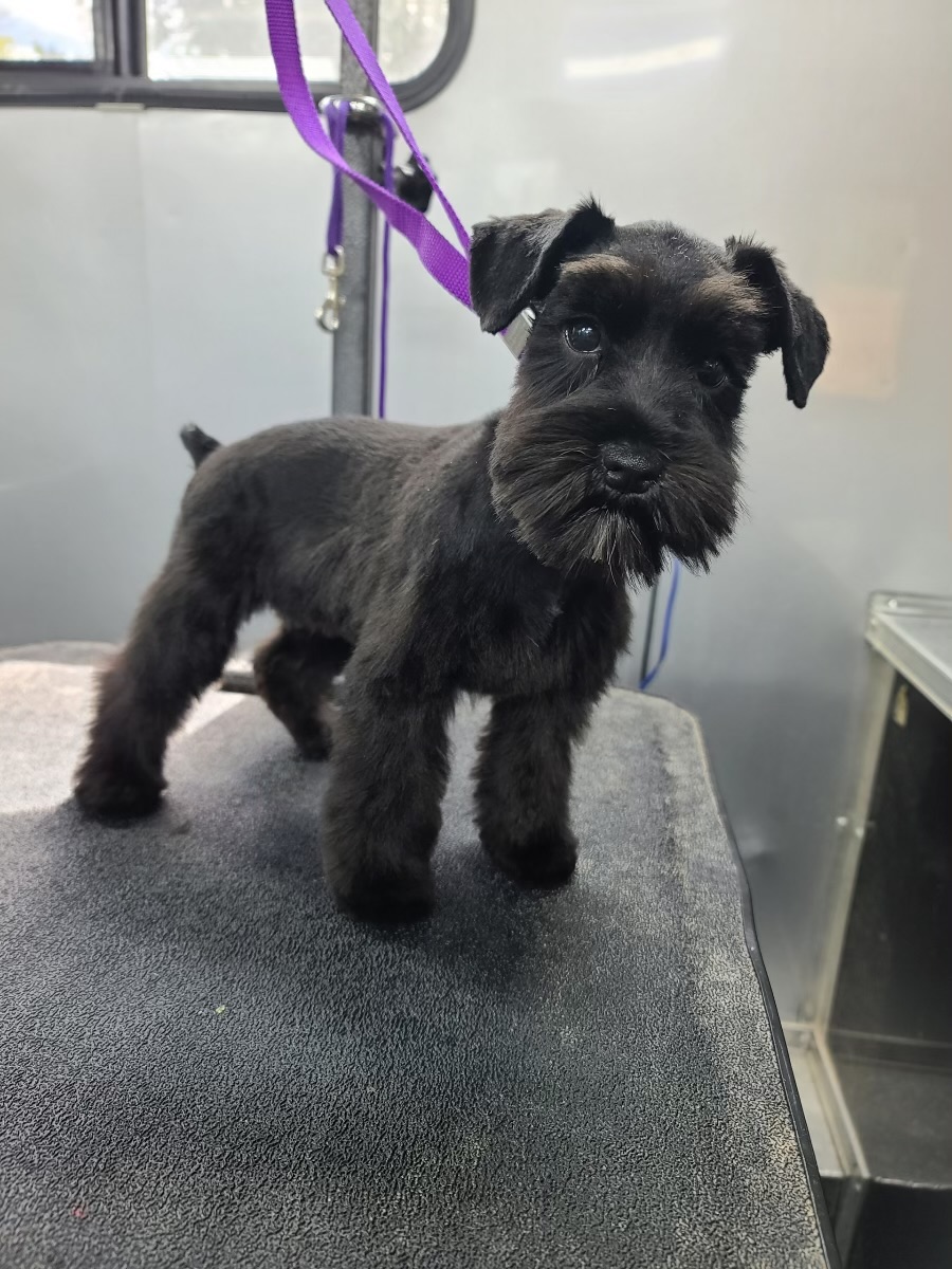 After dog grooming