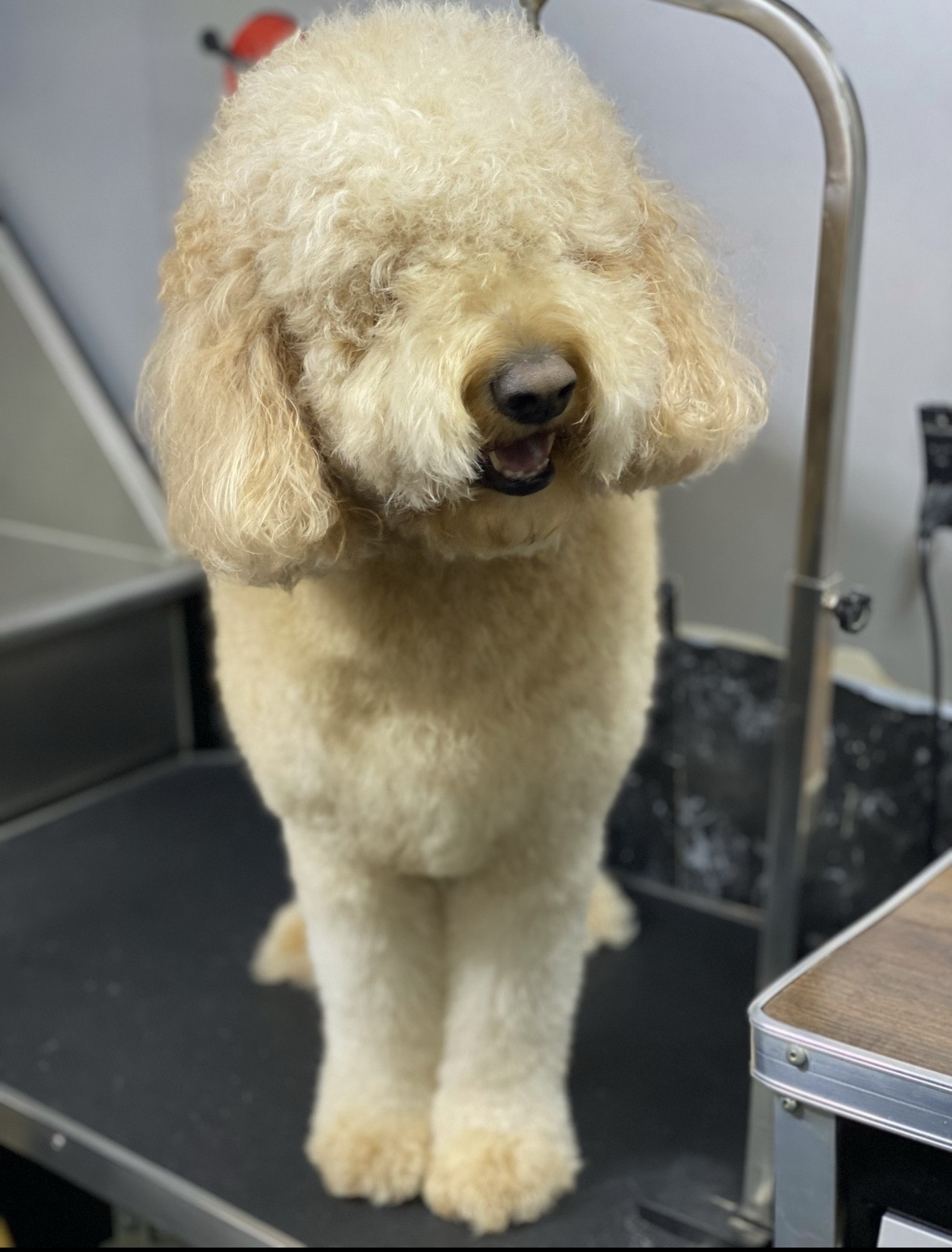 Before dog grooming