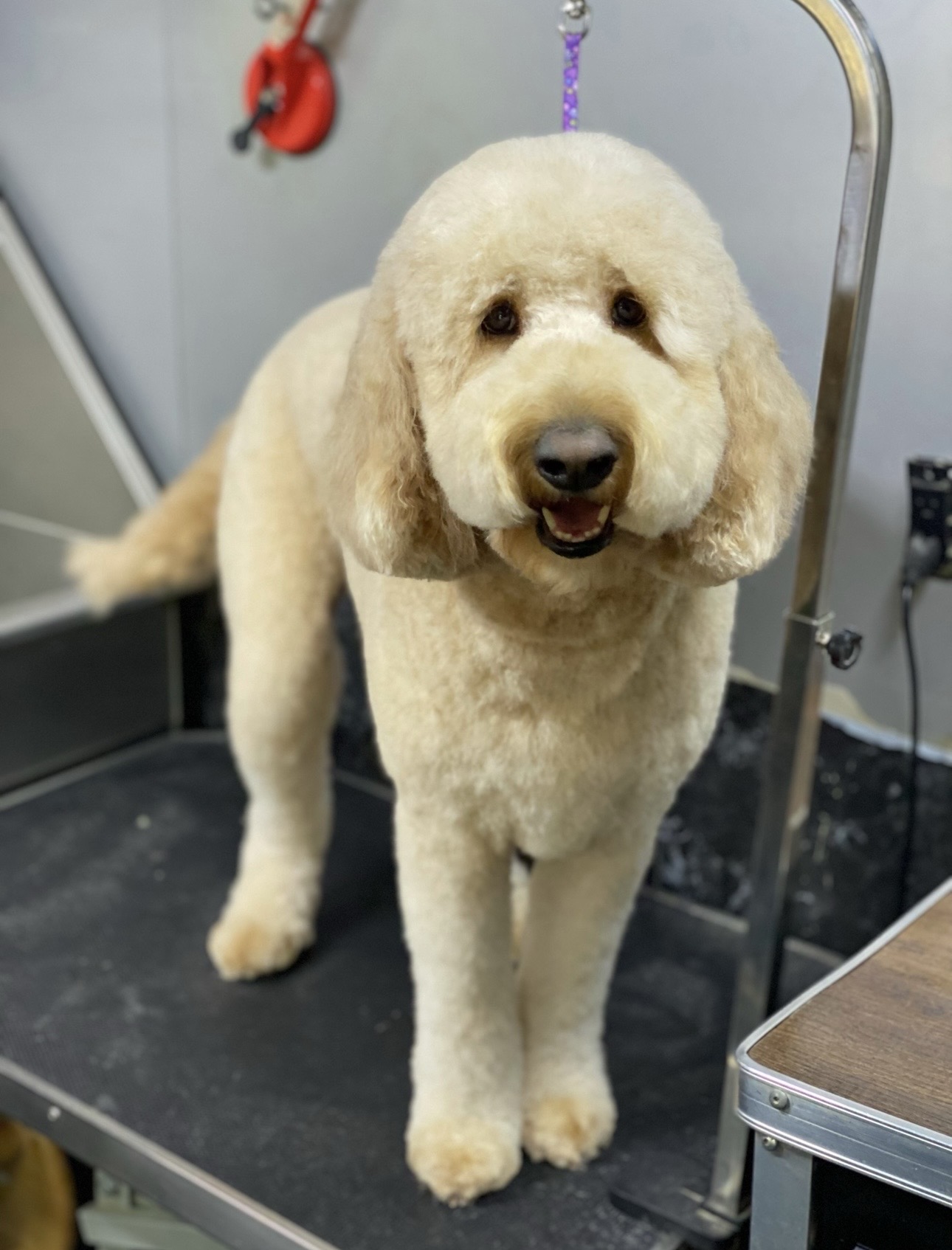 After dog grooming