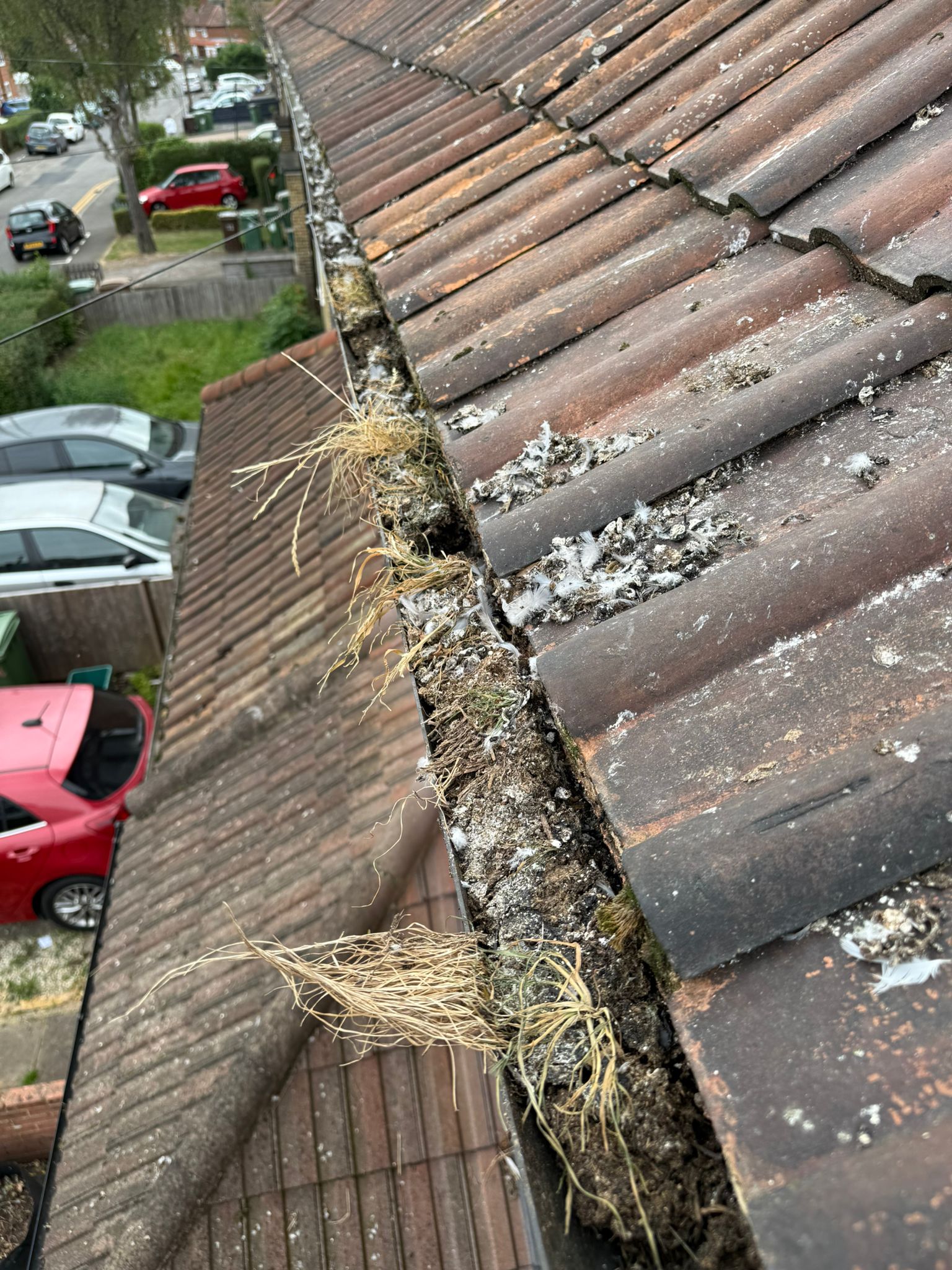 Gutters blocked with bird nesting material and guano beneath solar panels