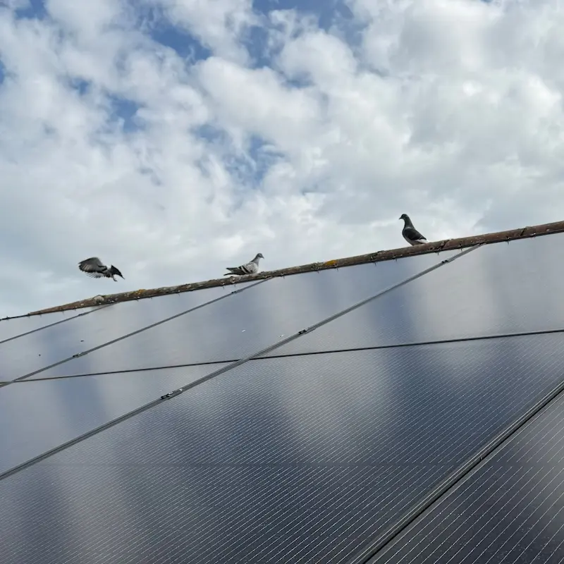 Finished solar panel bird mesh installation