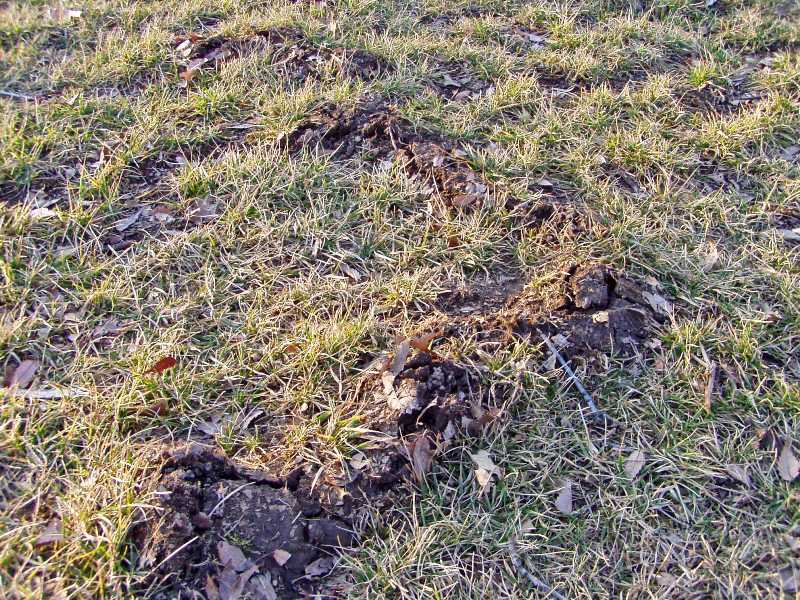 Lone Star Wildlife Solutions technician with captured pocket gophers showing results of professional gopher trapping on rural property