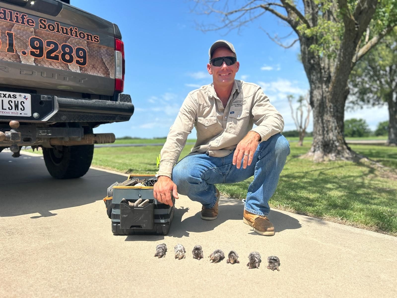 Captured pocket gophers displayed on truck step next to Lone Star Wildlife Solutions branding showing fur color and claw detail after residential removal job