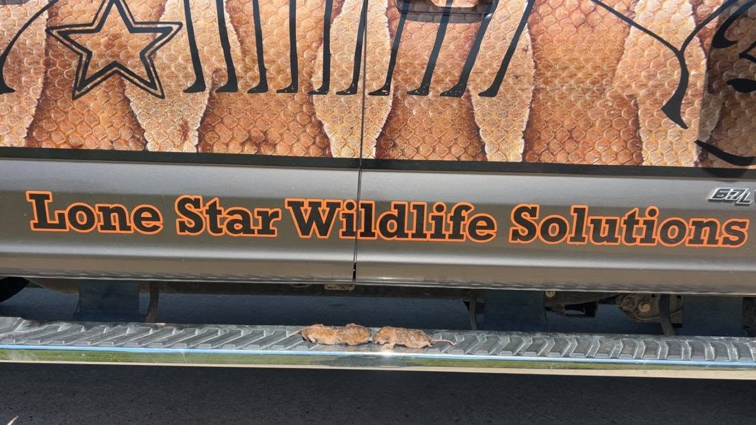 Lone Star Wildlife Solutions technician with multiple captured pocket gophers showing results of professional trapping on rural Texas property