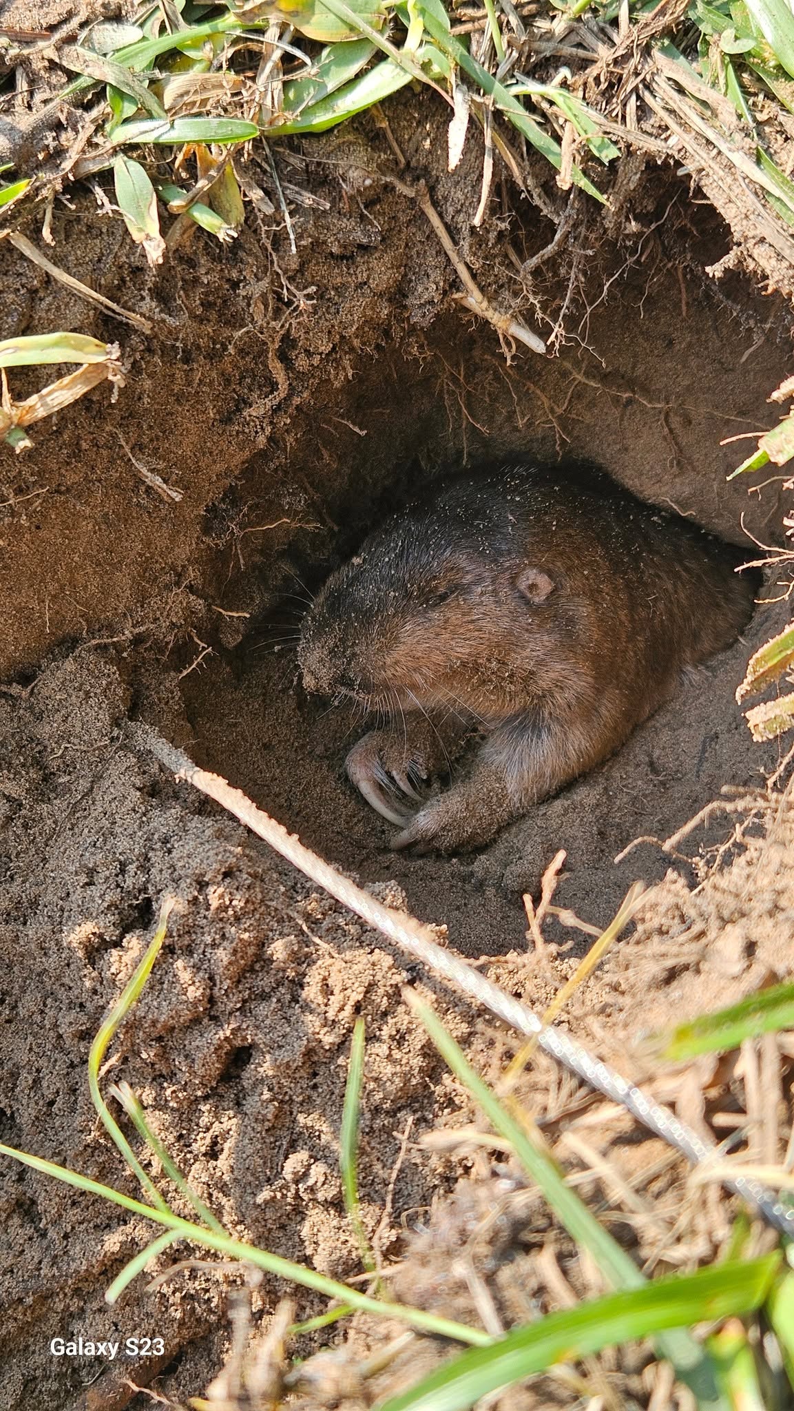 Lone Star Wildlife Solutions technician holding multiple captured pocket gophers showing their digging claws and small rounded bodies after successful lawn removal
