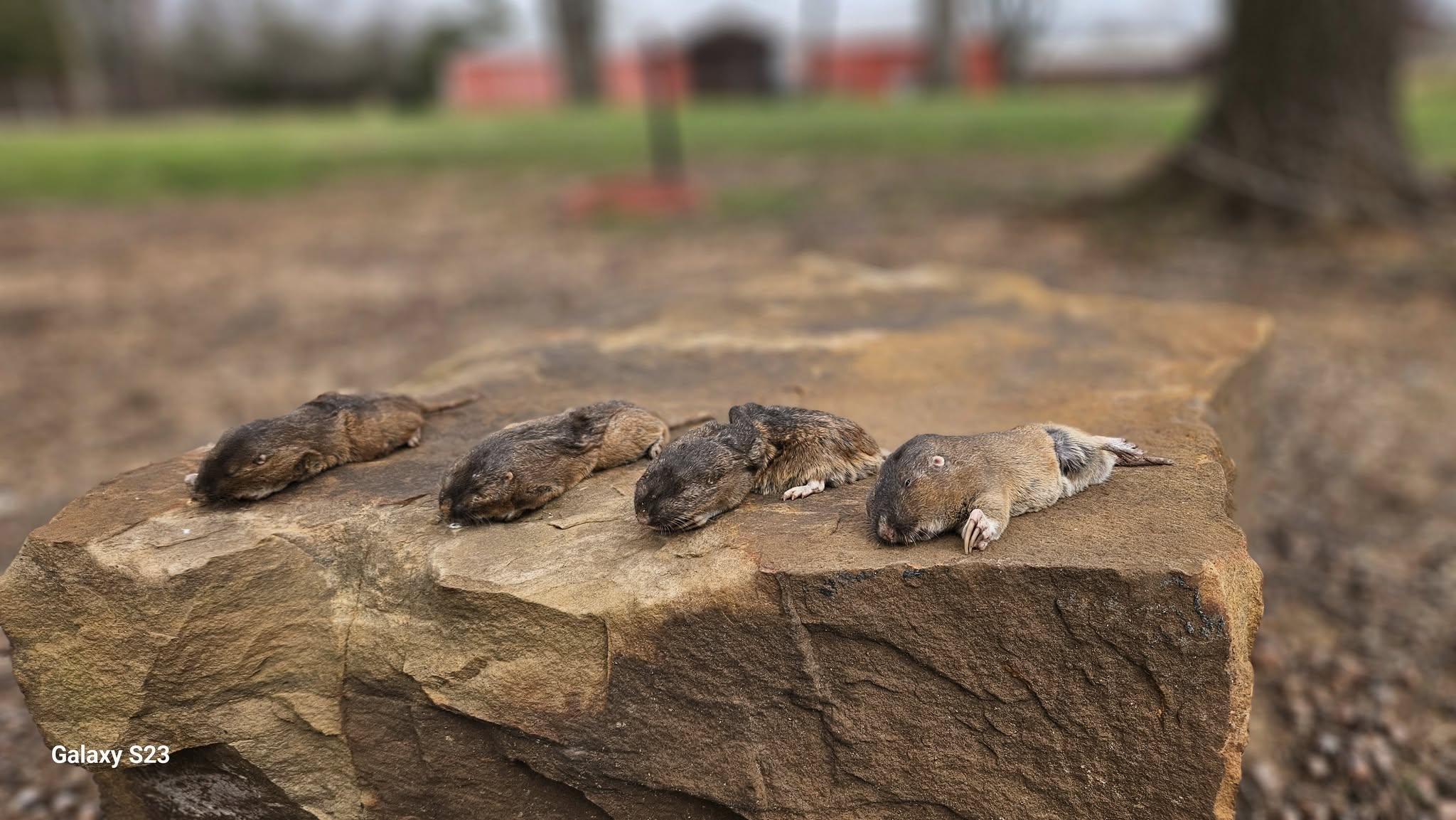 Captured pocket gopher held by Lone Star Wildlife Solutions technician showing brown fur and digging claws after successful residential removal