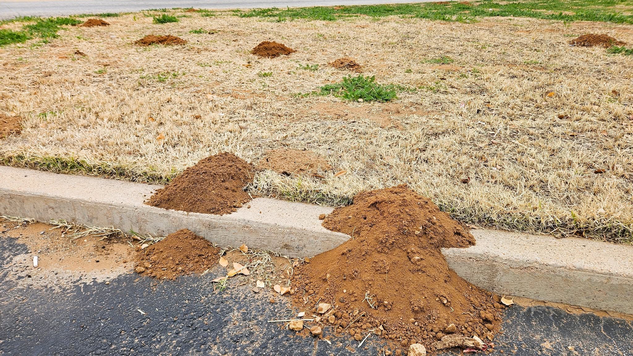 Close-up of two captured pocket gophers lying on metal truck step with Lone Star Wildlife Solutions branding visible on vehicle door above