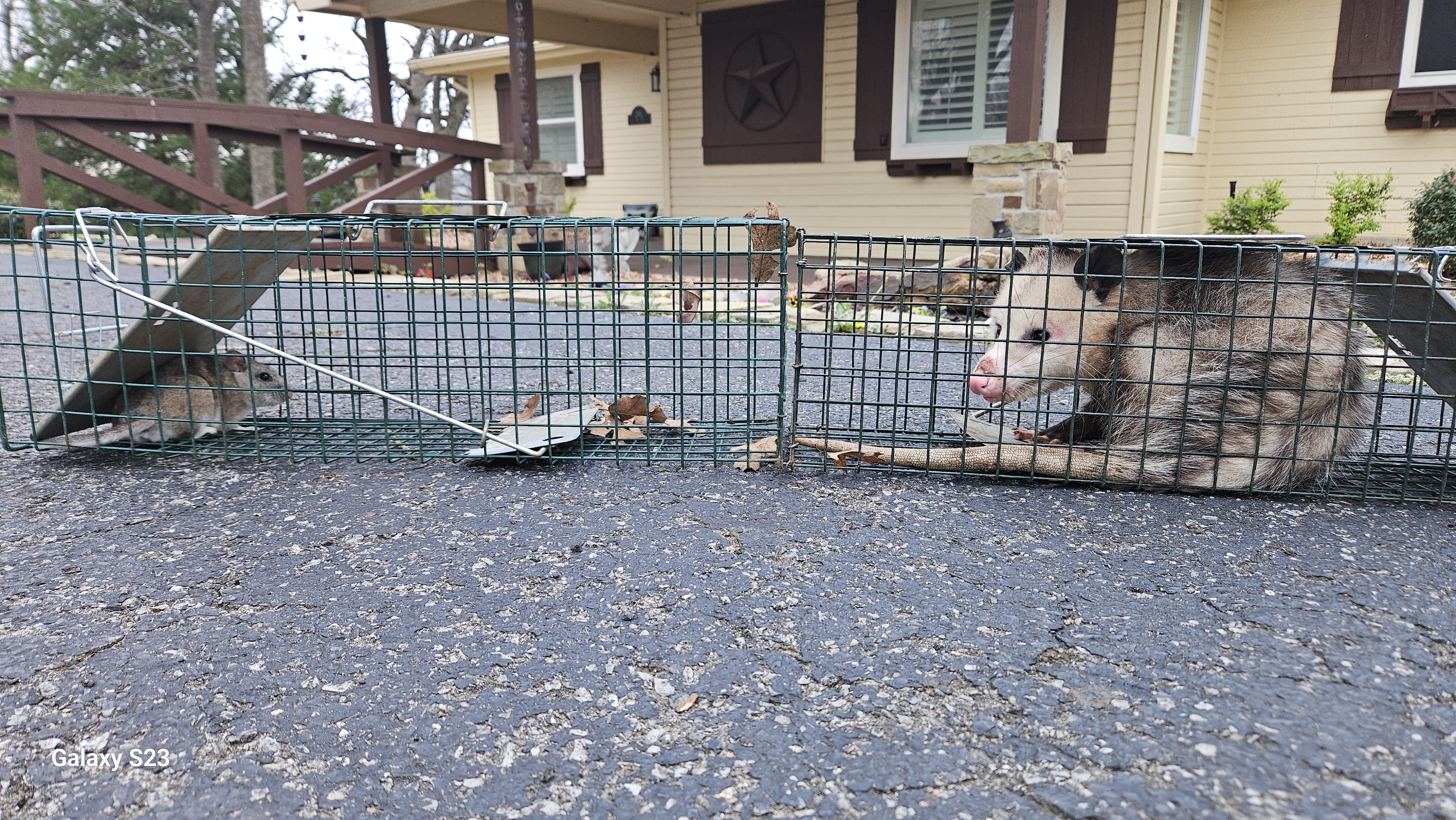Lone Star Wildlife Solutions technician with captured opossum after successful removal from residential property