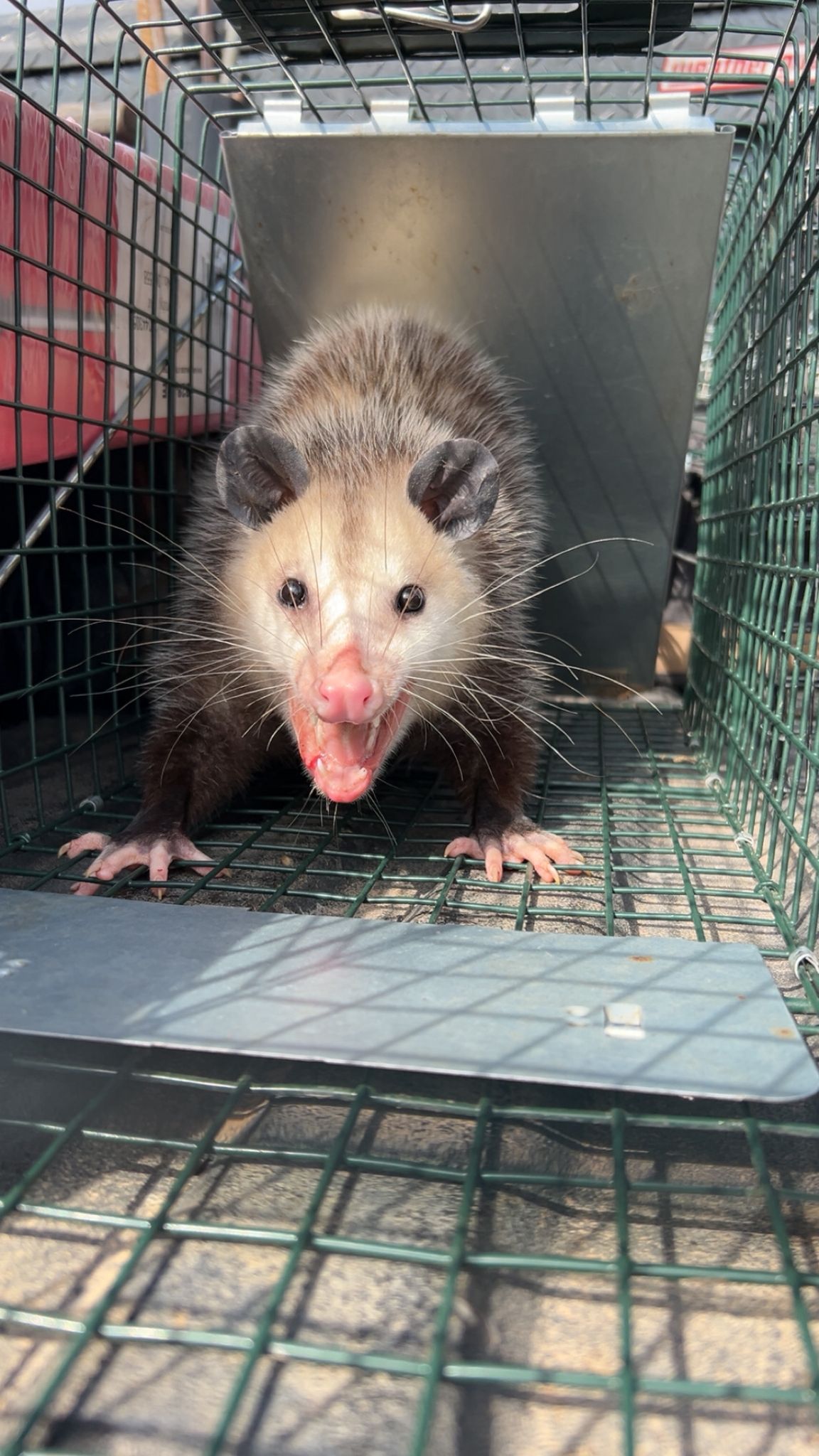 Lone Star Wildlife Solutions technician with captured opossum after successful removal from residential property