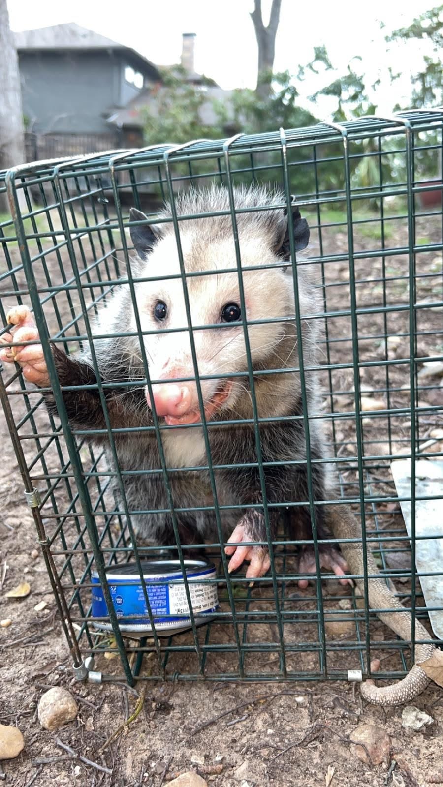 Lone Star Wildlife Solutions technician with captured opossum after successful removal from residential property