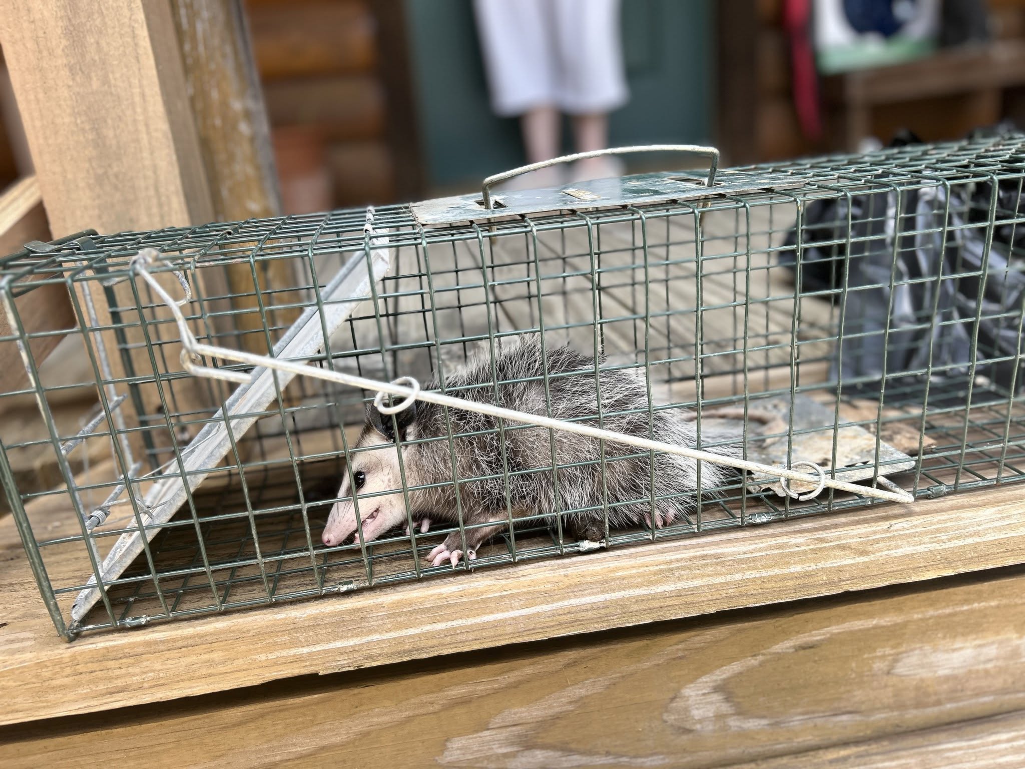 Lone Star Wildlife Solutions technician with captured opossum after successful removal from residential property