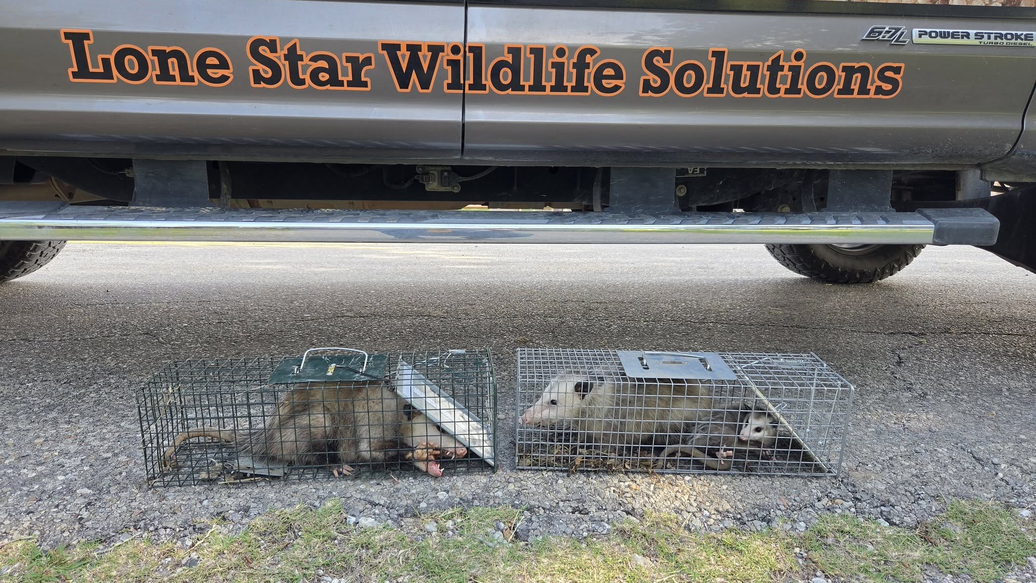 Lone Star Wildlife Solutions technician with captured opossum after successful removal from residential property
