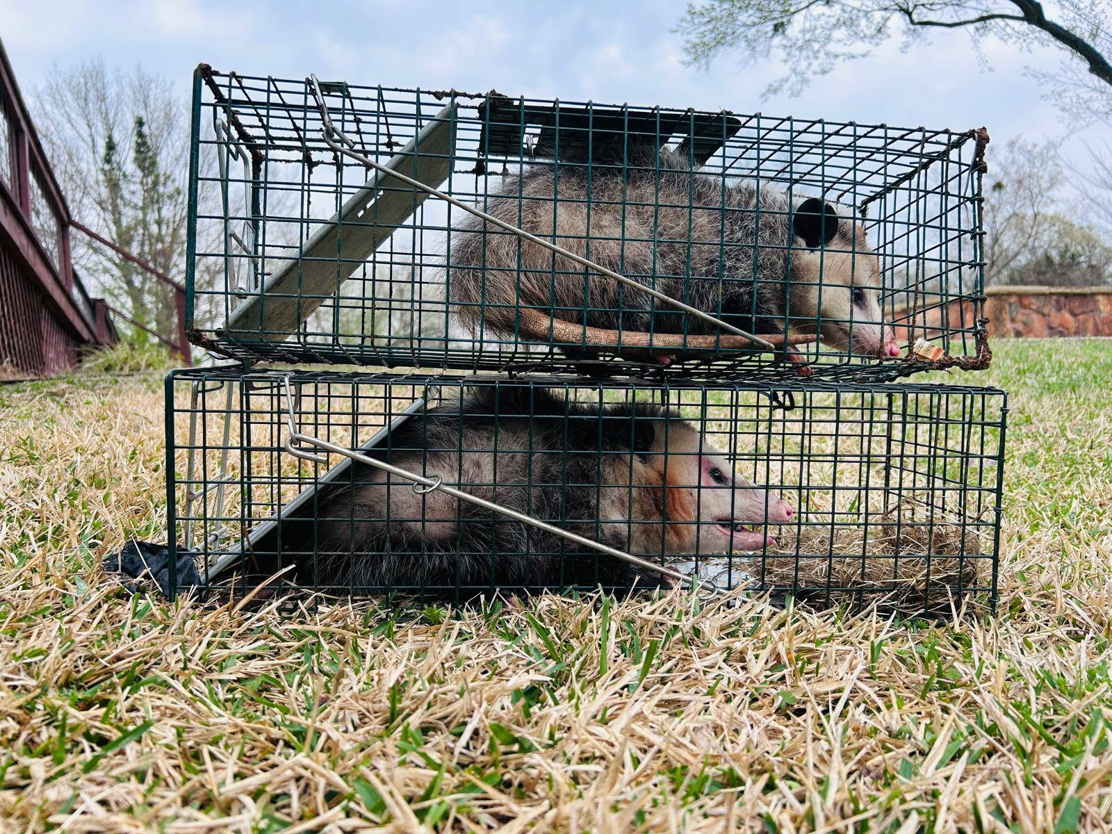 Lone Star Wildlife Solutions technician with captured opossum after successful removal from residential property
