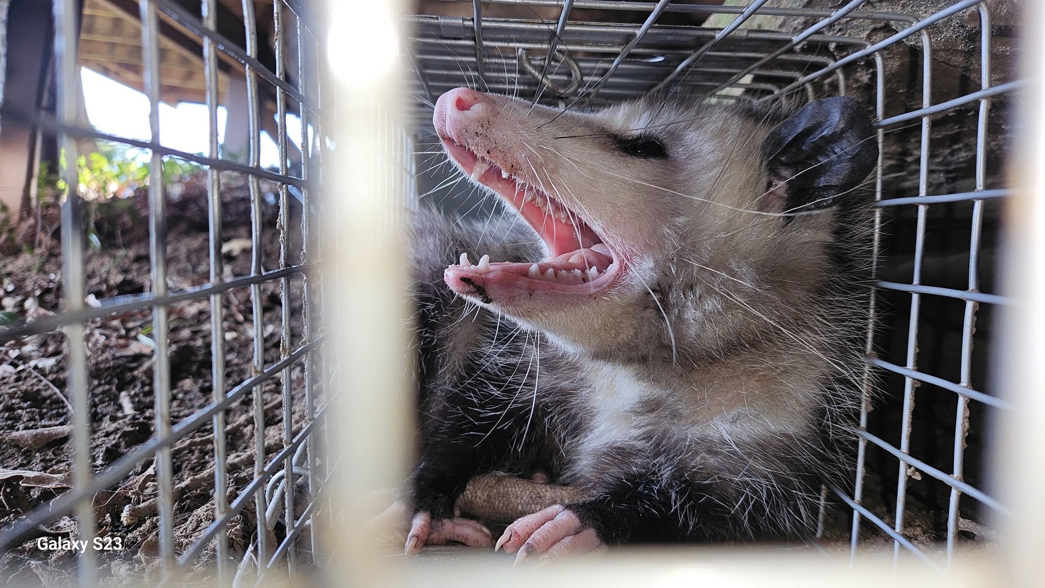 Lone Star Wildlife Solutions technician with captured opossum after successful removal from residential property