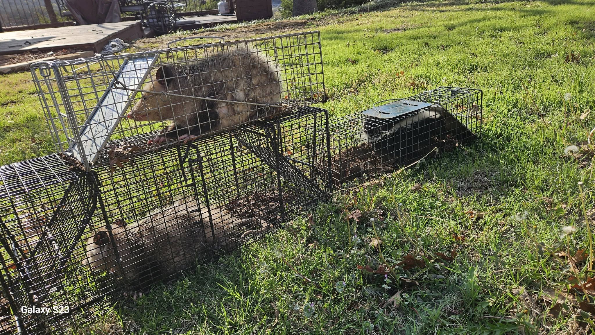 Lone Star Wildlife Solutions technician with captured opossum after successful removal from residential property