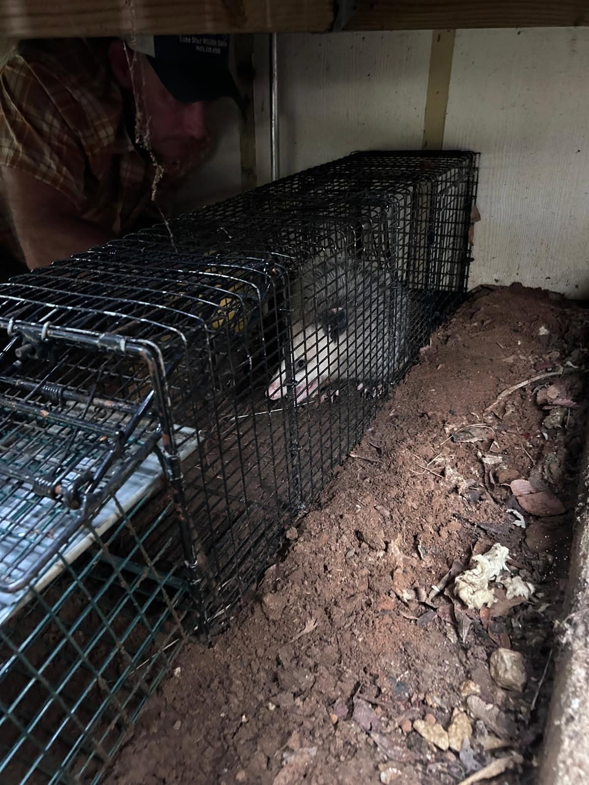 Lone Star Wildlife Solutions technician with captured opossum after successful removal from residential property