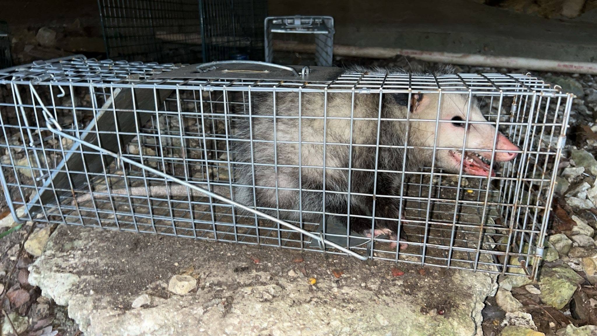 Lone Star Wildlife Solutions technician with captured opossum after successful removal from residential property