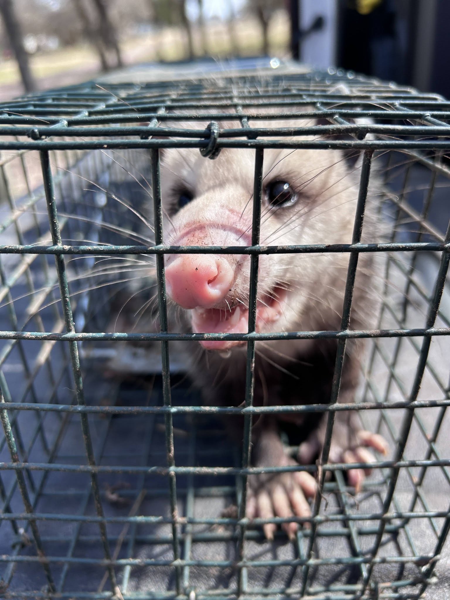 Lone Star Wildlife Solutions technician with captured opossum after successful removal from residential property