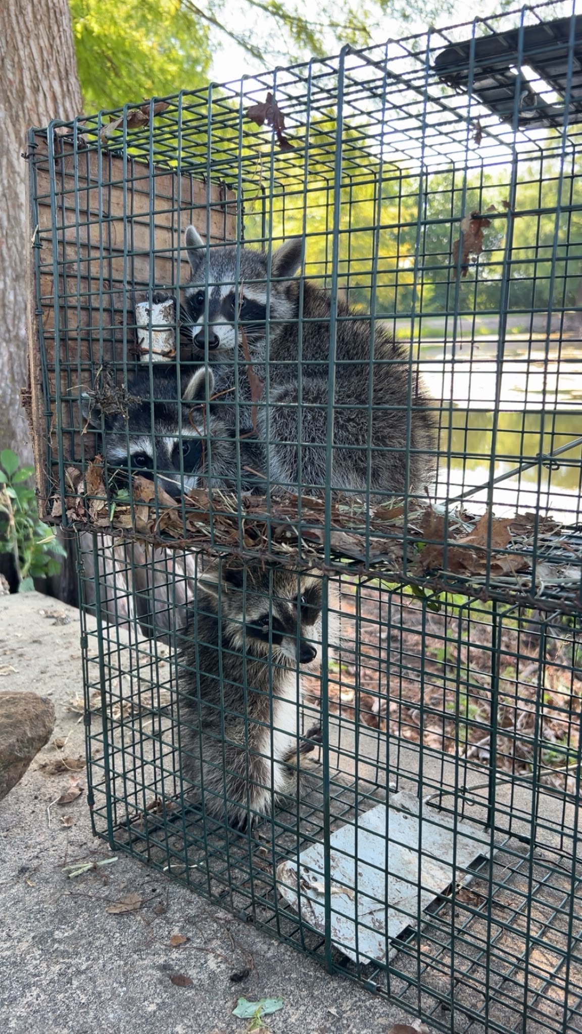 Lone Star Wildlife Solutions technician with captured raccoon after successful removal from residential property