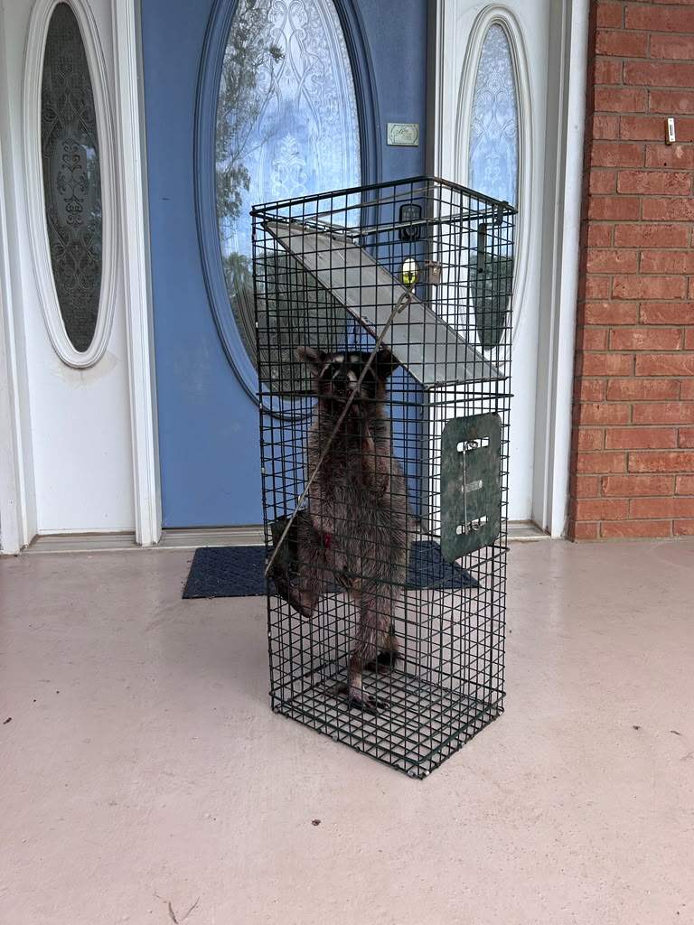 Lone Star Wildlife Solutions technician with captured raccoon after successful removal from residential property