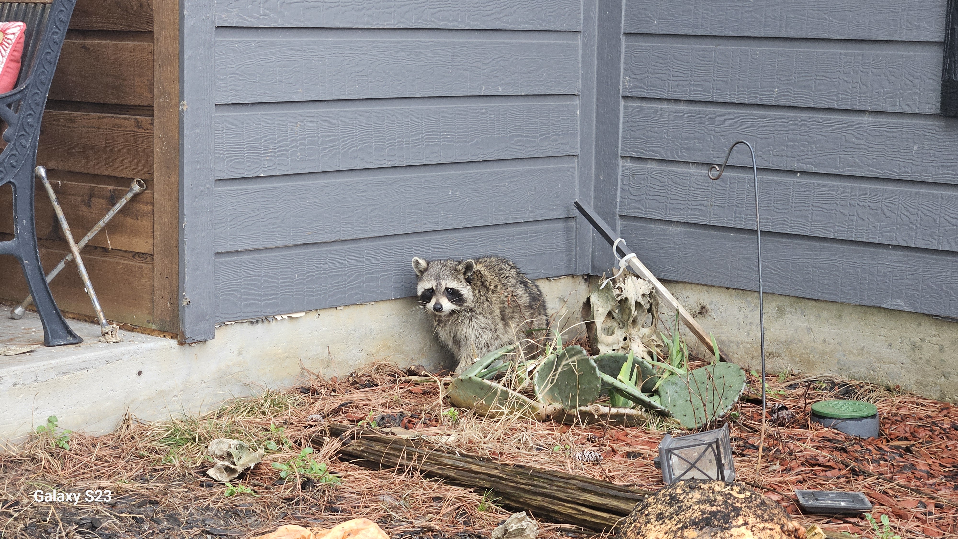 Lone Star Wildlife Solutions technician with captured raccoon after successful removal from residential property