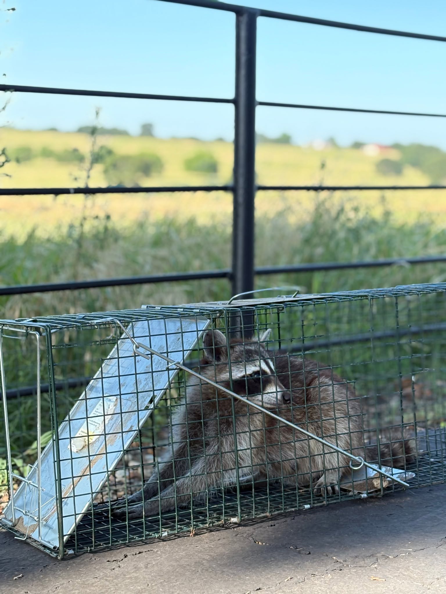 Lone Star Wildlife Solutions technician with captured raccoon after successful removal from residential property