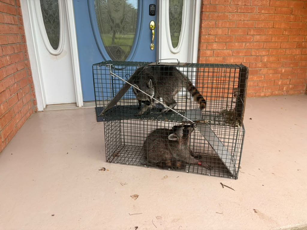 Lone Star Wildlife Solutions technician with captured raccoon after successful removal from residential property