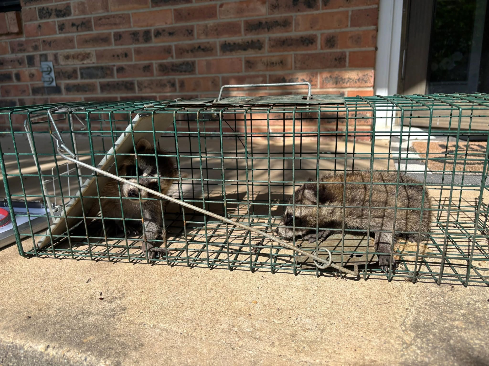 Lone Star Wildlife Solutions technician with captured raccoon after successful removal from residential property