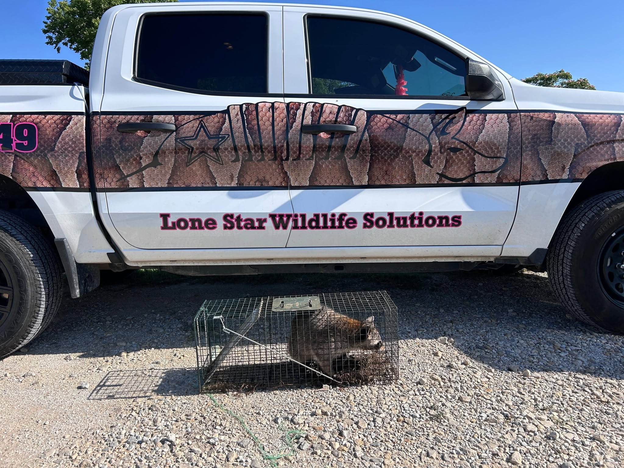 Lone Star Wildlife Solutions technician with captured raccoon after successful removal from residential property