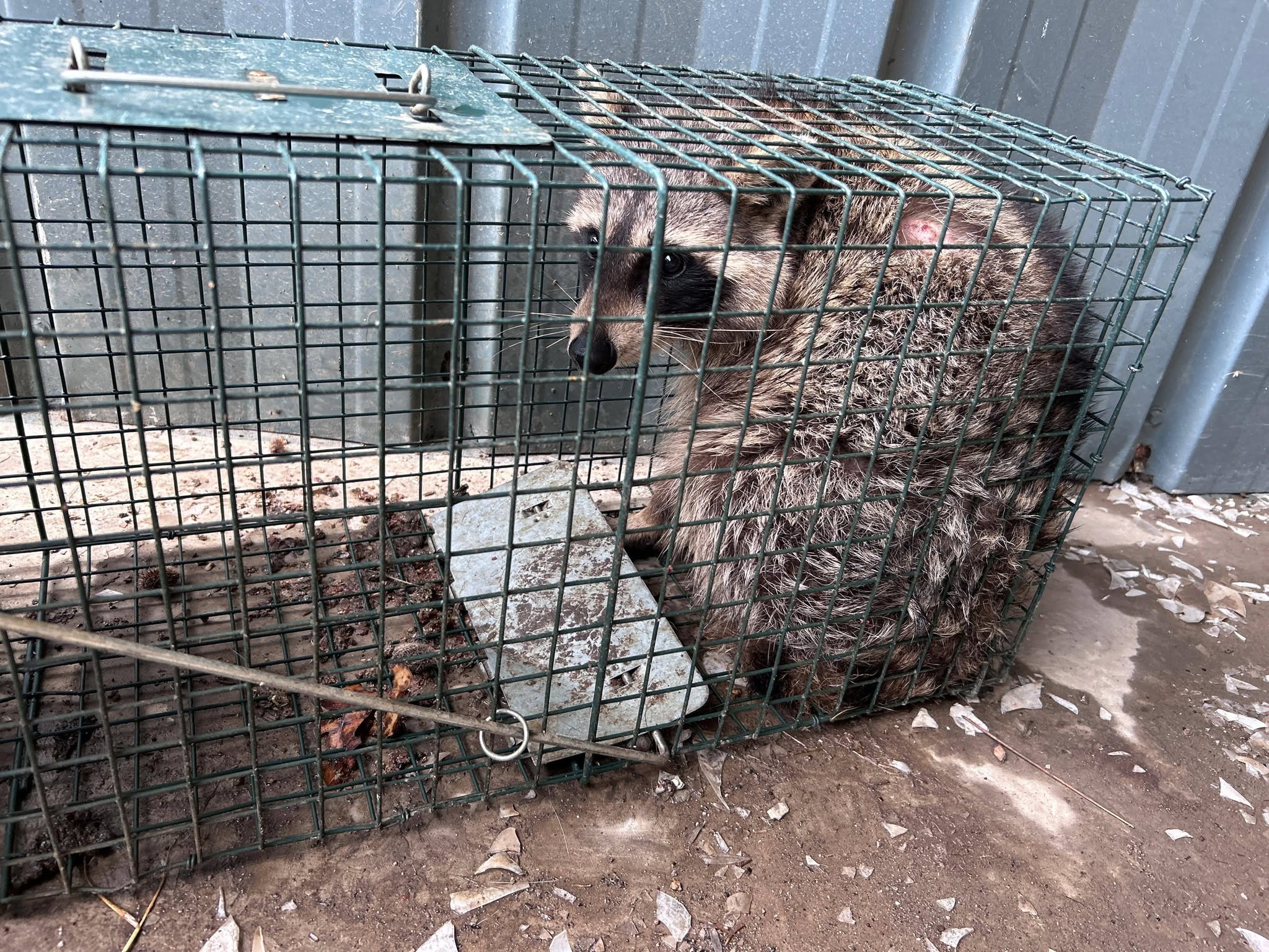 Lone Star Wildlife Solutions technician with captured raccoon after successful removal from residential property