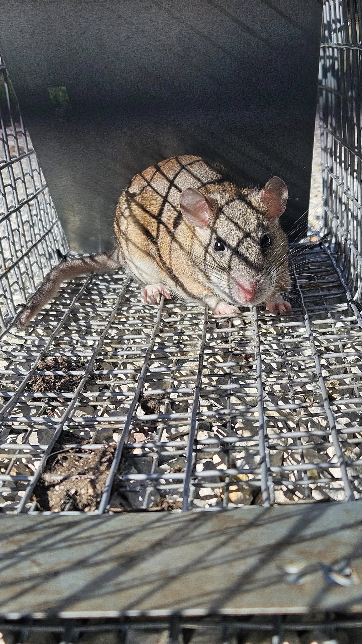 Lone Star Wildlife Solutions technician with captured rat after successful removal from residential property