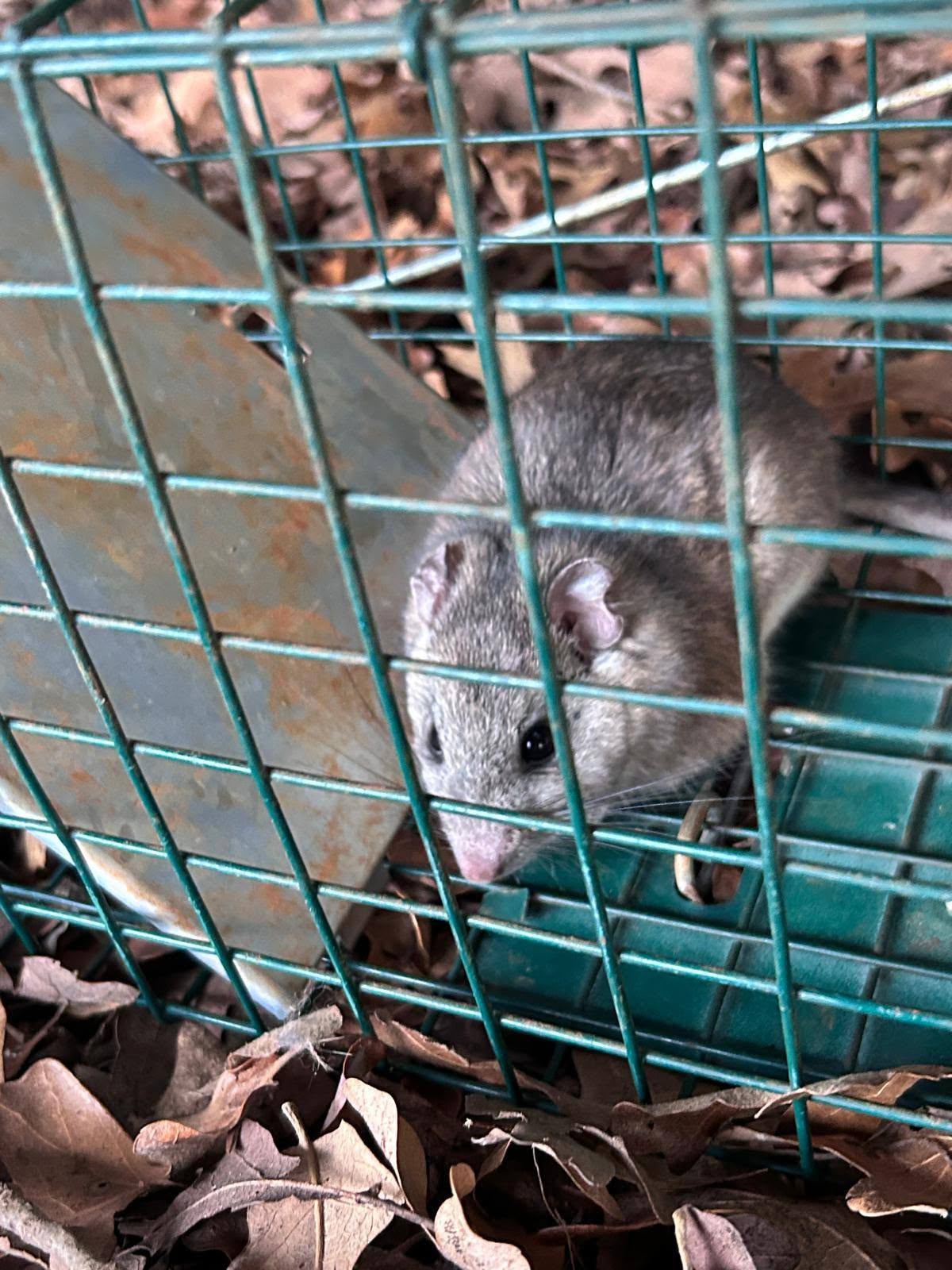 Lone Star Wildlife Solutions technician with captured rat after successful removal from residential property